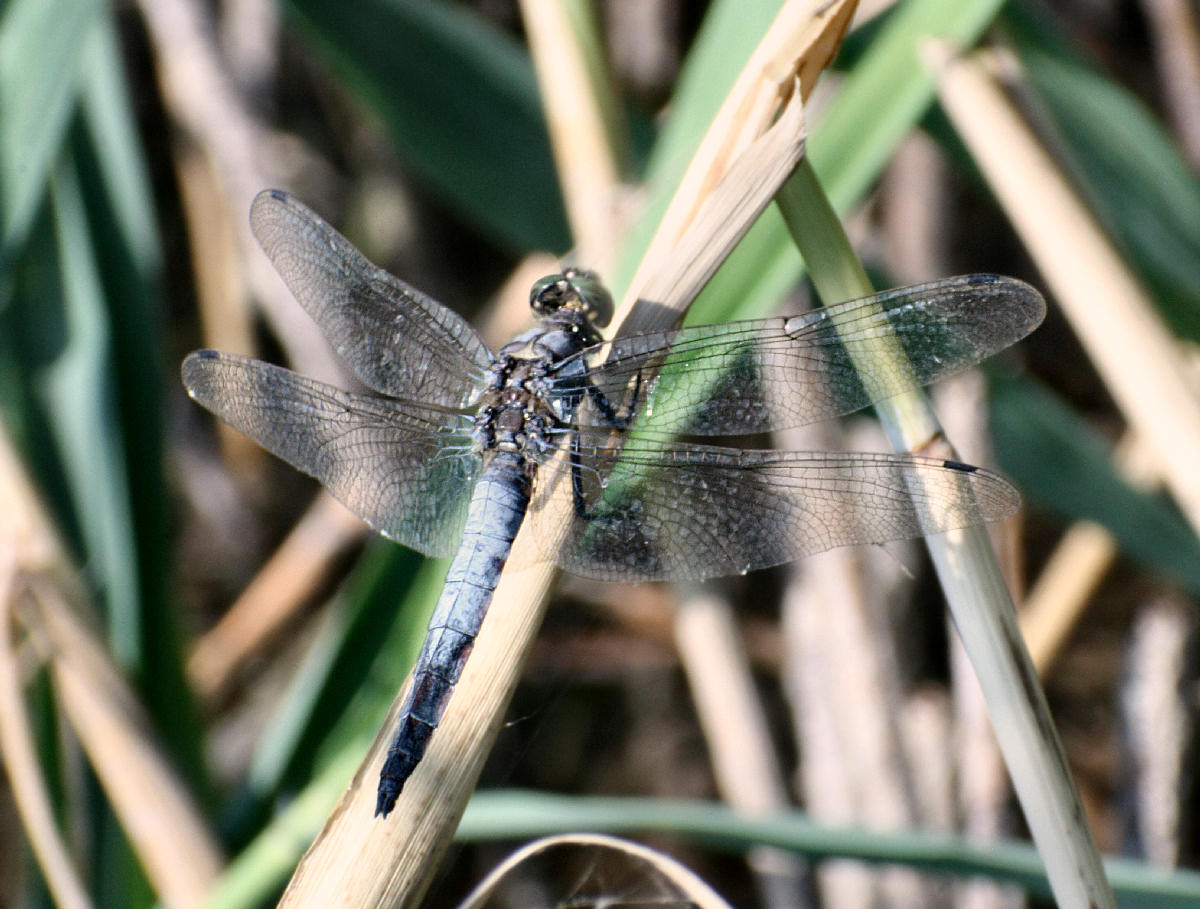 Anax parthenope ?? Orthetrum cancellatum !!!